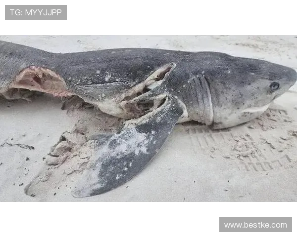 鲨鱼误判实为葡国军舰水母事件 鲨鱼误判实为葡国军舰水母事件